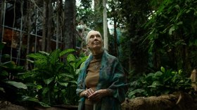 Jane Goodall declara que el desprecio del ser humano por los animales es la causa del coronavirus