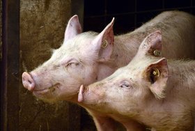 ¿Por qué lloran los cerdos? Nuevo estudio revela sus complejas vidas emocionales